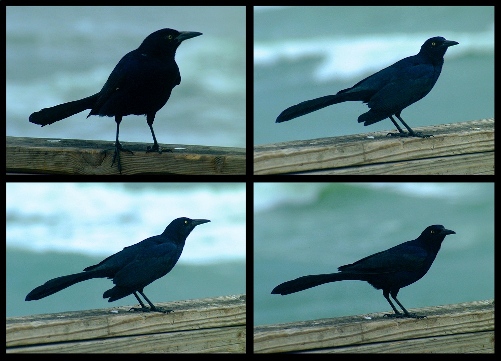 (24) crow montage.jpg   (1000x720)   238 Kb                                    Click to display next picture